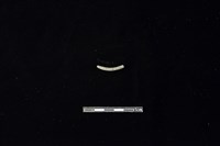 陶環藏品圖，第2張